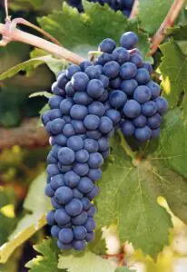 Zinfandel